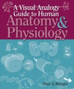 a visual analogy guide to human anatomy physiology