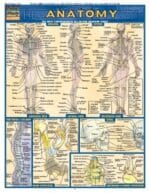 Anatomy (QuickStudy)