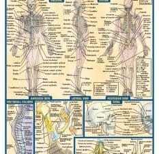 Anatomy (QuickStudy)