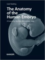 anatomy of the human embryo, the