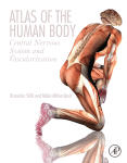 atlas of the human body: central nervous system and vascularization