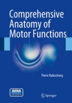 comprehensive anatomy of motor functions