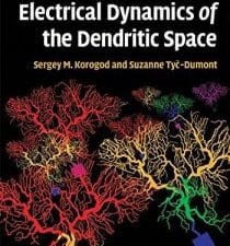 electrical dynamics of the dendritic space