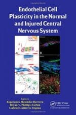 endothelial cell plasticity in the normal and injured central nervous system