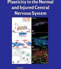 endothelial cell plasticity in the normal and injured central nervous system