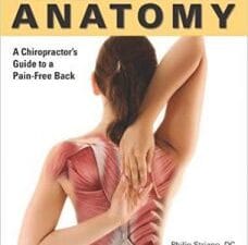 Healthy Back Anatomy