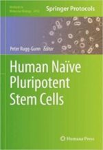 human naïve pluripotent stem cells (methods in molecular biology, 2416)