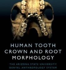 Human Tooth Crown and Root Morphology