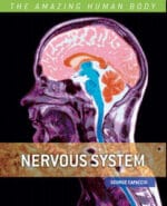 nervous system (the amazing human body)