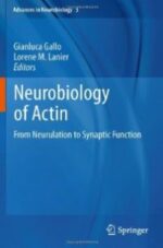 neurobiology of actin: from neurulation to synaptic function