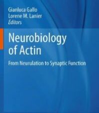 neurobiology of actin: from neurulation to synaptic function