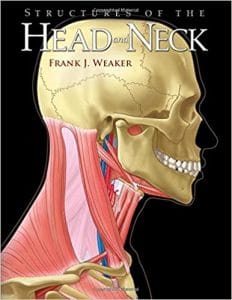 structures of the head and neck
