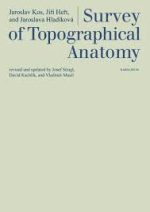 survey of topographical anatomy