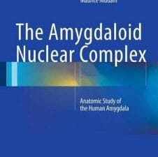 the amygdaloid nuclear complex: anatomic study of the human amygdala