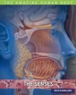 the senses (the amazing human body)