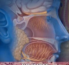 the senses (the amazing human body)