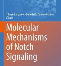 molecular mechanisms of notch signaling