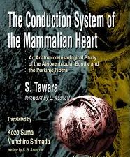 the conduction system of the mammlian heart: an anatomico histological study of the atrioventricular bundle and the purkinje…
