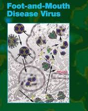foot and mouth disease virus (current topics in microbiology and immunology) 2005th edition