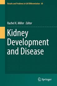 kidney development and disease