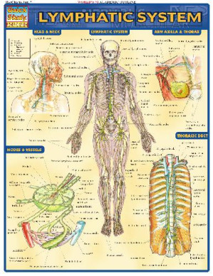 lymphatic system (quickstudy)