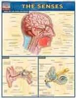 senses (quickstudy)