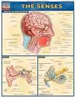 senses (quickstudy)