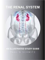the renal system: an illustrated guide