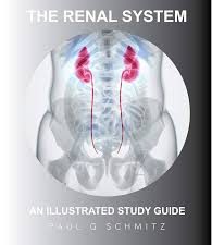 the renal system: an illustrated guide