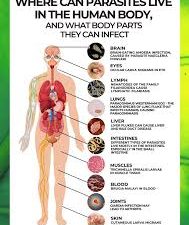 worms and human disease