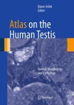 atlas on the human testis normal morphology and pathology